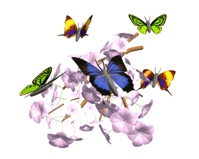 papillon animés 26